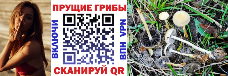 Псилоцибиновые грибы Psilocybine cubensis  Сургут 